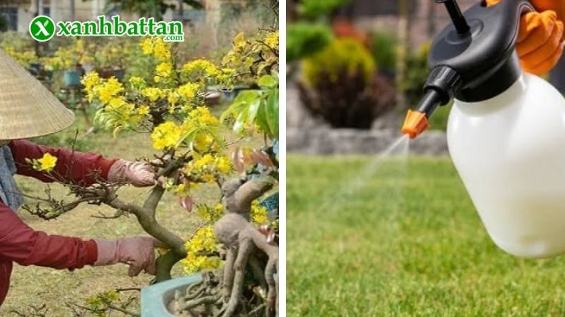 Hướng dẫn cách phòng bệnh trên lá cho cây Mai