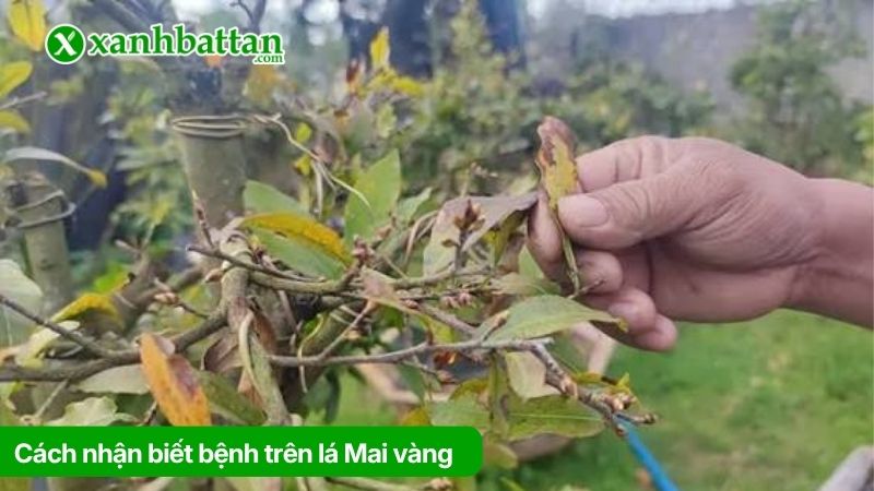 Cách nhận biết bệnh trên lá Mai vàng