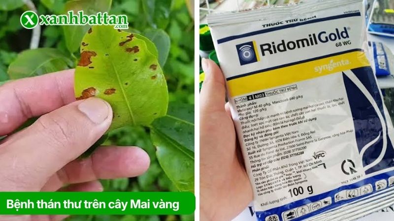 Bệnh thán thư trên cây Mai vàng và cách trị