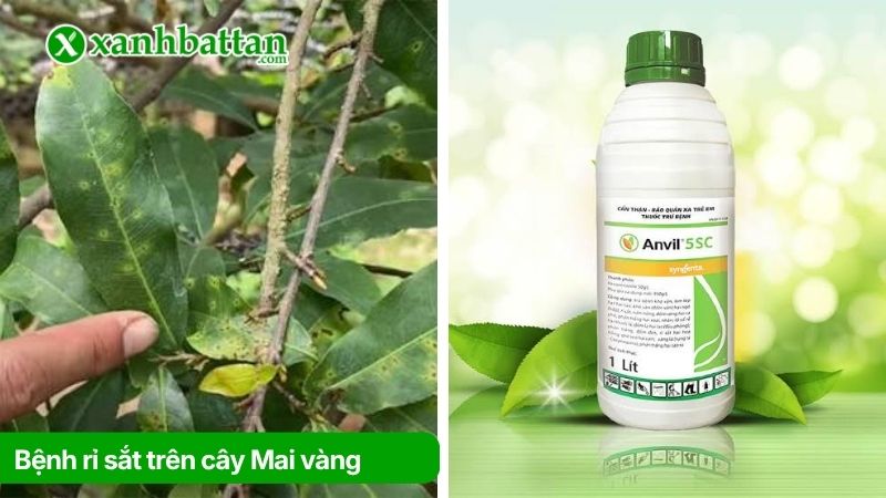 Bệnh rỉ sắt trên cây Mai vàng và cách trị