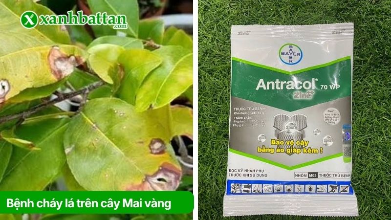 Bệnh cháy lá trên cây Mai vàng và cách trị