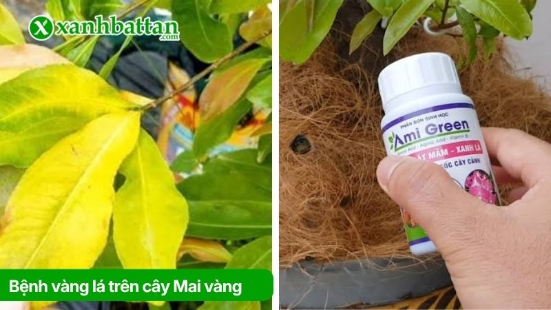 Bệnh vàng lá trên cây Mai vàng và cách trị