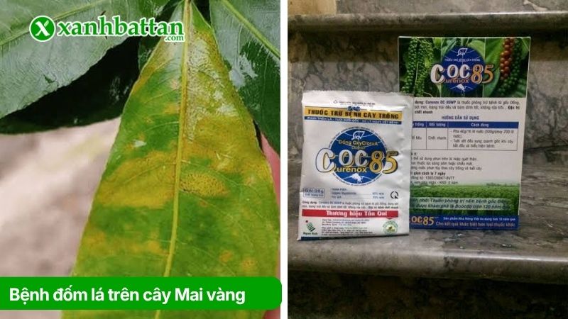 Bệnh đốm lá trên cây Mai vàng và cách trị
