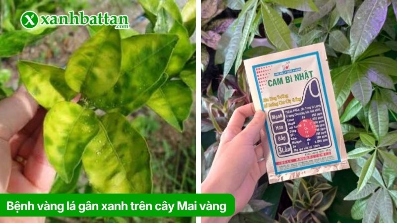 Bệnh vàng lá gân xanh trên cây Mai vàng và cách trị