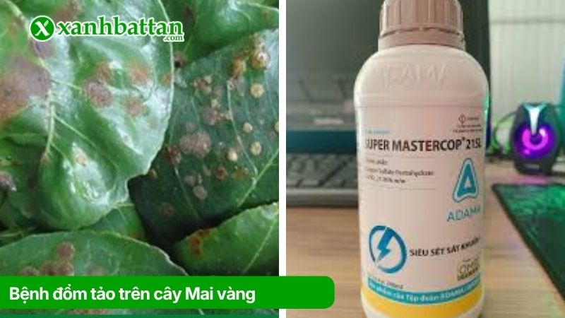 Bệnh đốm tảo trên cây Mai vàng và cách trị