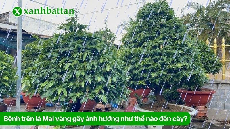 Bệnh trên lá Mai vàng gây ảnh hưởng như thế nào đến cây?