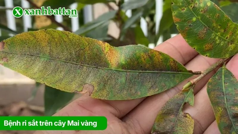 Bệnh rỉ sắt trên cây Mai vàng