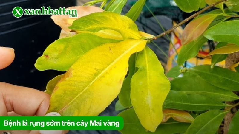 Bệnh lá rụng sớm trên cây Mai vàng