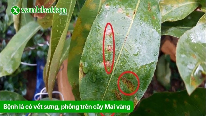 Bệnh lá có vết sưng, phồng trên cây Mai vàng