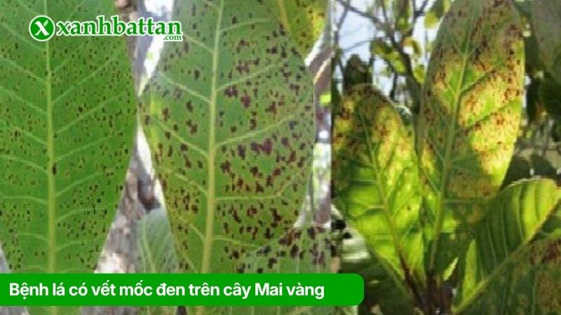 Bệnh lá có vết mốc đen trên cây Mai vàng