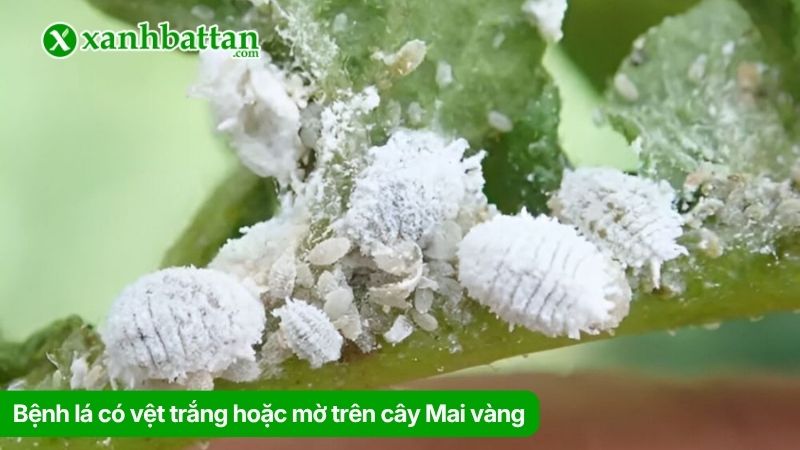 Bệnh lá có vệt trắng hoặc mờ trên cây Mai vàng