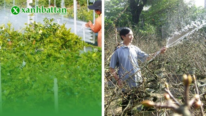 Hướng dẫn cách phòng bệnh trên lá cho cây Mai vàng?