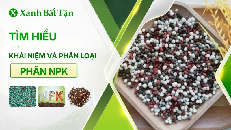 Tìm hiểu phân NPK là gì? Công dụng và cách sử dụng