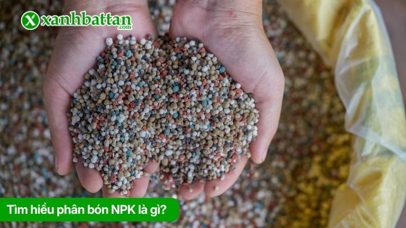 Tìm hiểu phân bón NPK là gì?