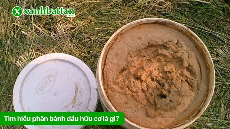 Phân bánh dầu hữu cơ là gì? Công dụng đối với cây trồng