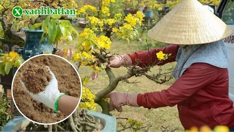 Lưu ý khi sử dụng phân bánh dầu hữu cơ bón cho cây