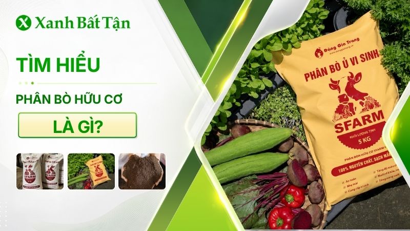 Tìm hiểu phân bò hữu cơ là gì? Công dụng, bảng giá