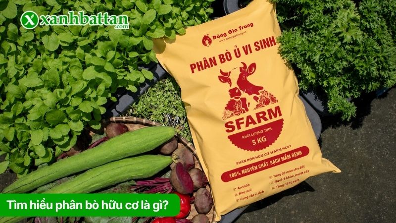 Phân bò hữu cơ là gì? Tác dụng đối với cây trồng