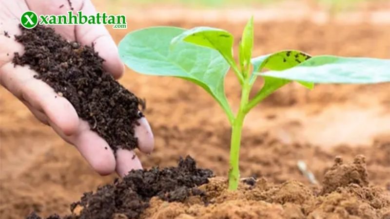 Cách sử dụng phân bò hữu cơ hiệu quả