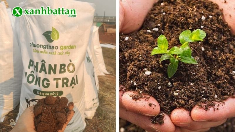 Lưu ý khi sử dụng phân bò hữu cơ bón cho cây