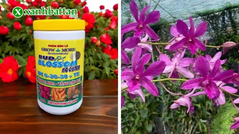 Hướng dẫn cách sử dụng thuốc kích hoa NPK 6-30-30 đúng kỹ thuật