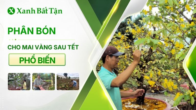 Phân bón cho Mai vàng sau Tết giúp cây chắc khoẻ