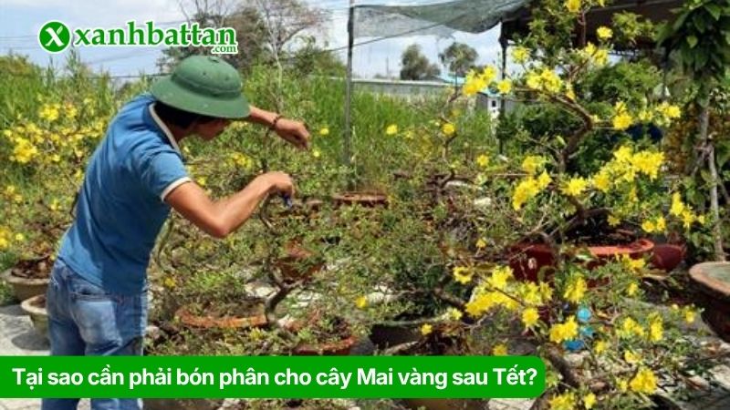 Tại sao cần phải bón phân cho cây Mai vàng sau Tết?