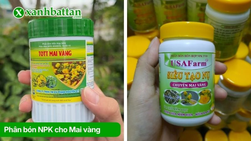 Phân bón NPK cho Mai vàng