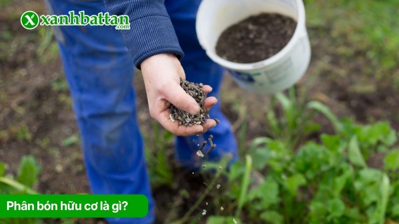 Tìm hiểu phân bón hữu cơ là gì? Vai trò đối với cây trồng