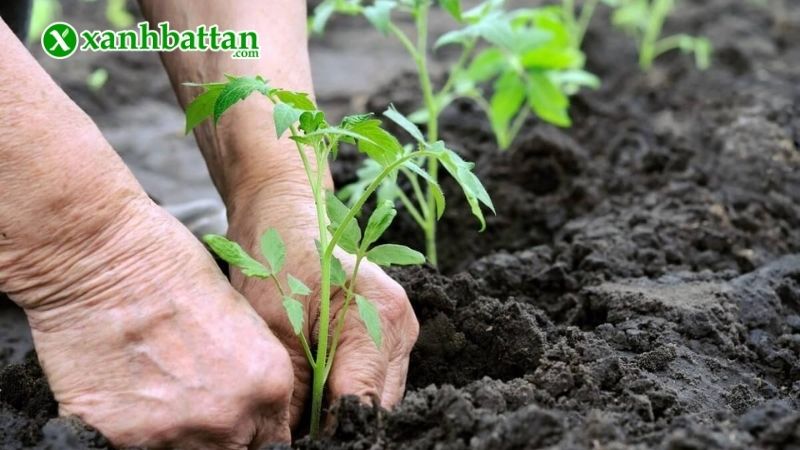 Lưu ý khi sử dụng phân bón hữu cơ cho cây trồng