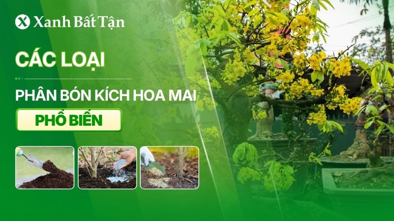 Các loại phân bón kích hoa Mai tốt hiện nay
