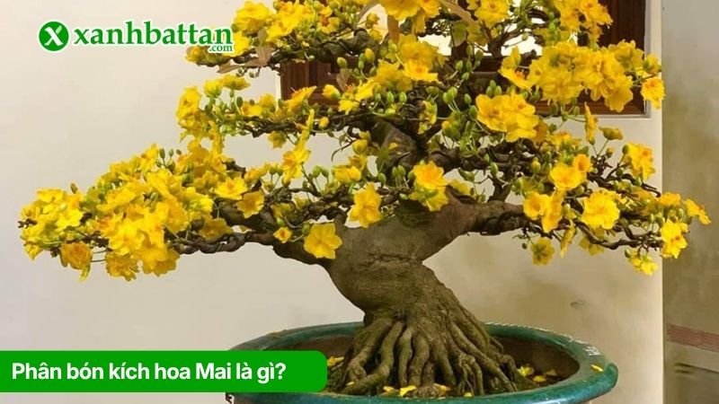 Phân bón kích hoa Mai là gì?