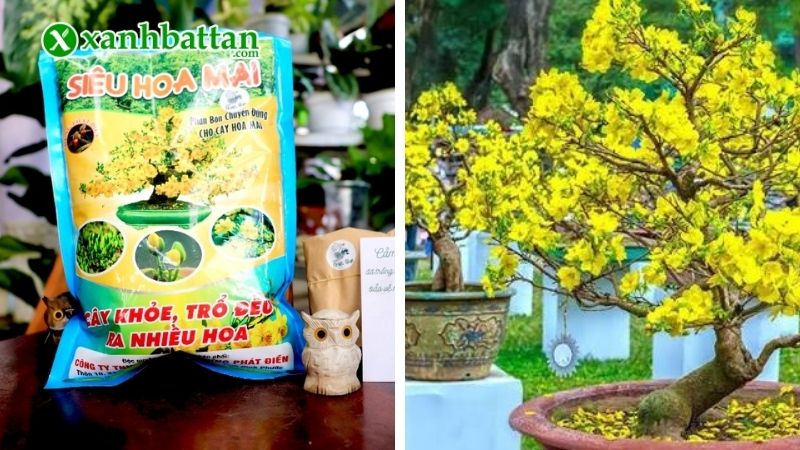 Phân bón siêu hoa Mai - Kích rễ, kích hoa