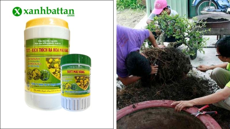Siêu tạo nụ kim cho Mai vàng