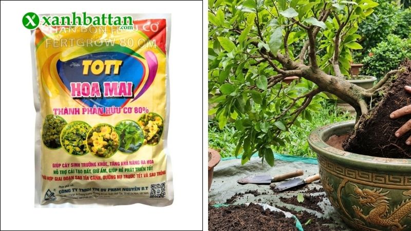 Phân bón hữu cơ Fertigrow 80OM cho Mai vàng