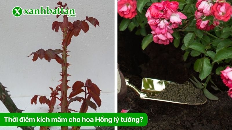 Thời điểm kích mầm cho hoa Hồng lý tưởng?