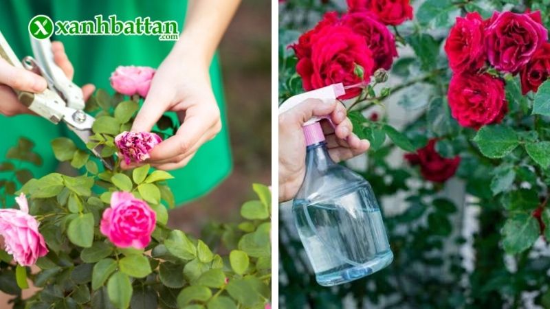 Các phương pháp kích mầm cho hoa Hồng phổ biến