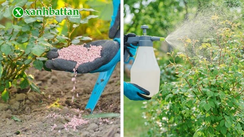 Các phương pháp kích mầm cho hoa Hồng phổ biến