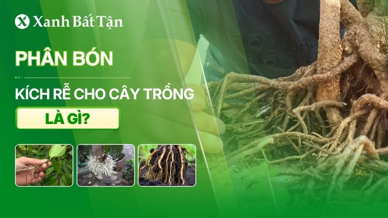 Tìm hiểu phân bón kích rễ là gì? Công dụng đối với cây