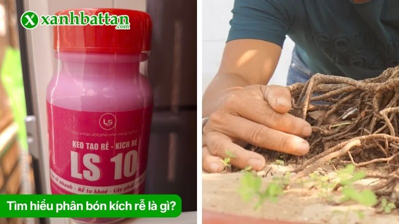 Tìm hiểu phân bón kích rễ là gì?