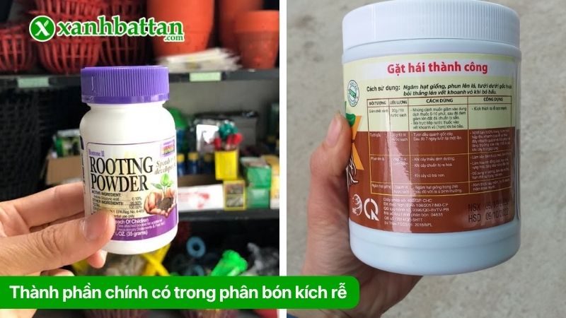 Thành phần chính có trong phân bón kích rễ