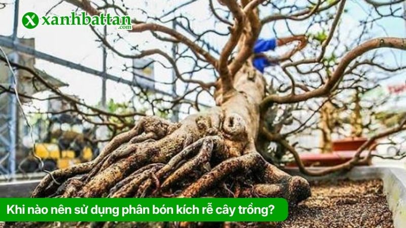 Khi nào nên sử dụng phân bón kích rễ cây trồng?