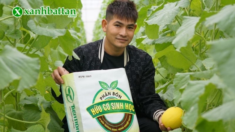 Bón phân hữu cơ cho cây dưa lưới