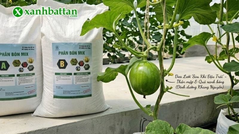 Bón phân vô cơ cho cây dưa lưới