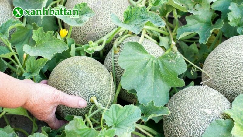 Lưu ý khi thực hiện việc bón phân cho dưa lưới trồng tại nhà