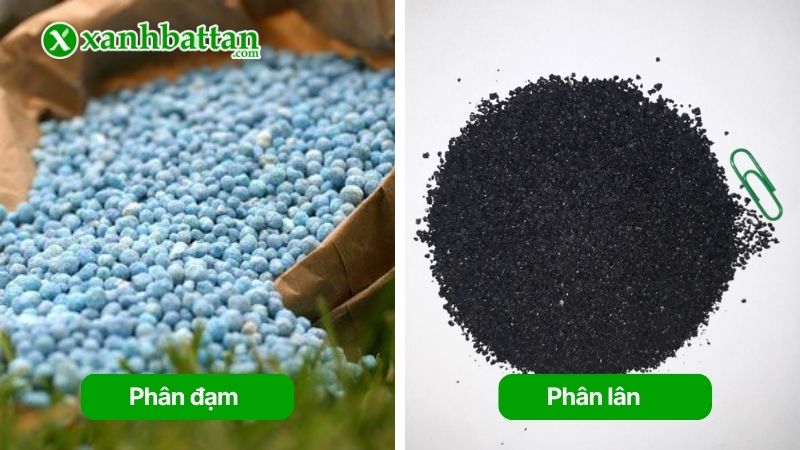 Phân loại phân bón vô cơ thường gặp