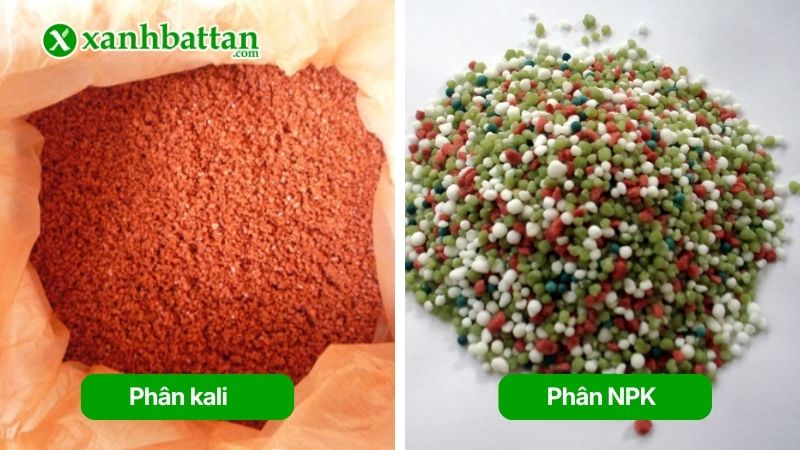 Phân loại phân bón vô cơ thường gặp