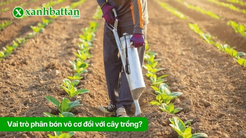 Ưu điểm phân vô cơ trong sản xuất nông nghiệp