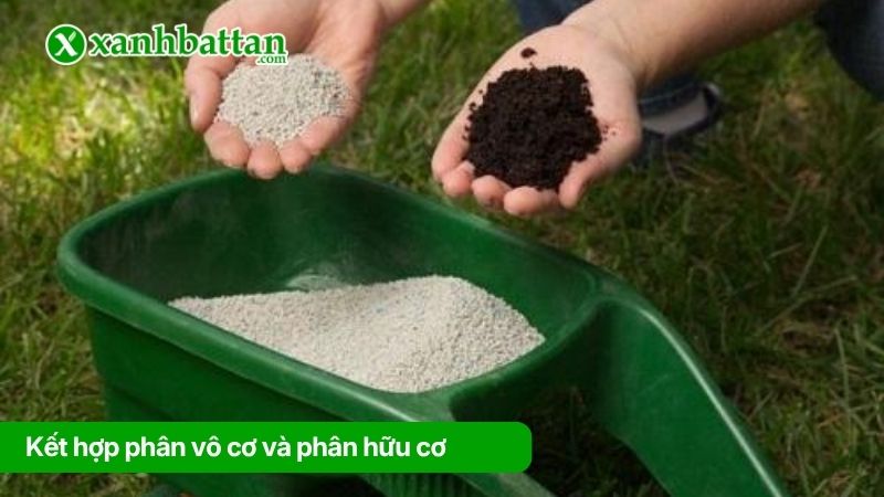 Kết hợp phân vô cơ và phân hữu cơ