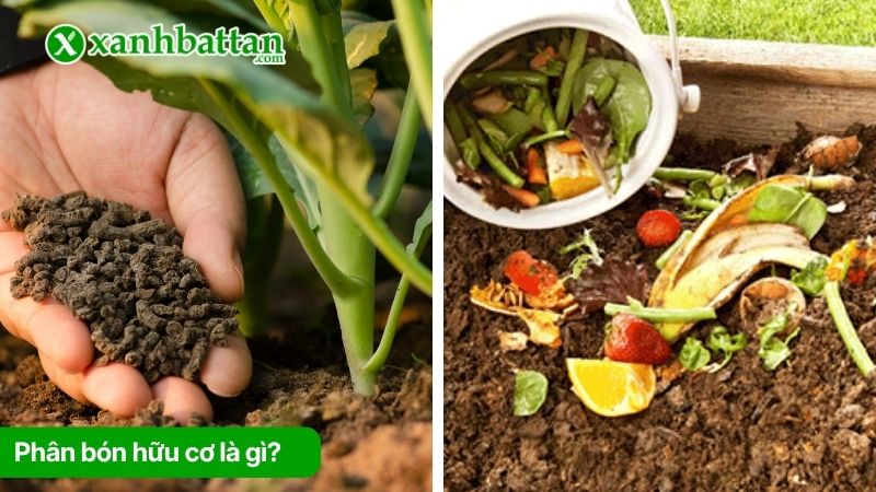 Phân bón hữu cơ là gì? Vai trò thực tiễn?